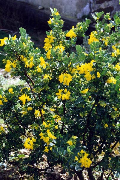 Coronilla valentina ssp glauca